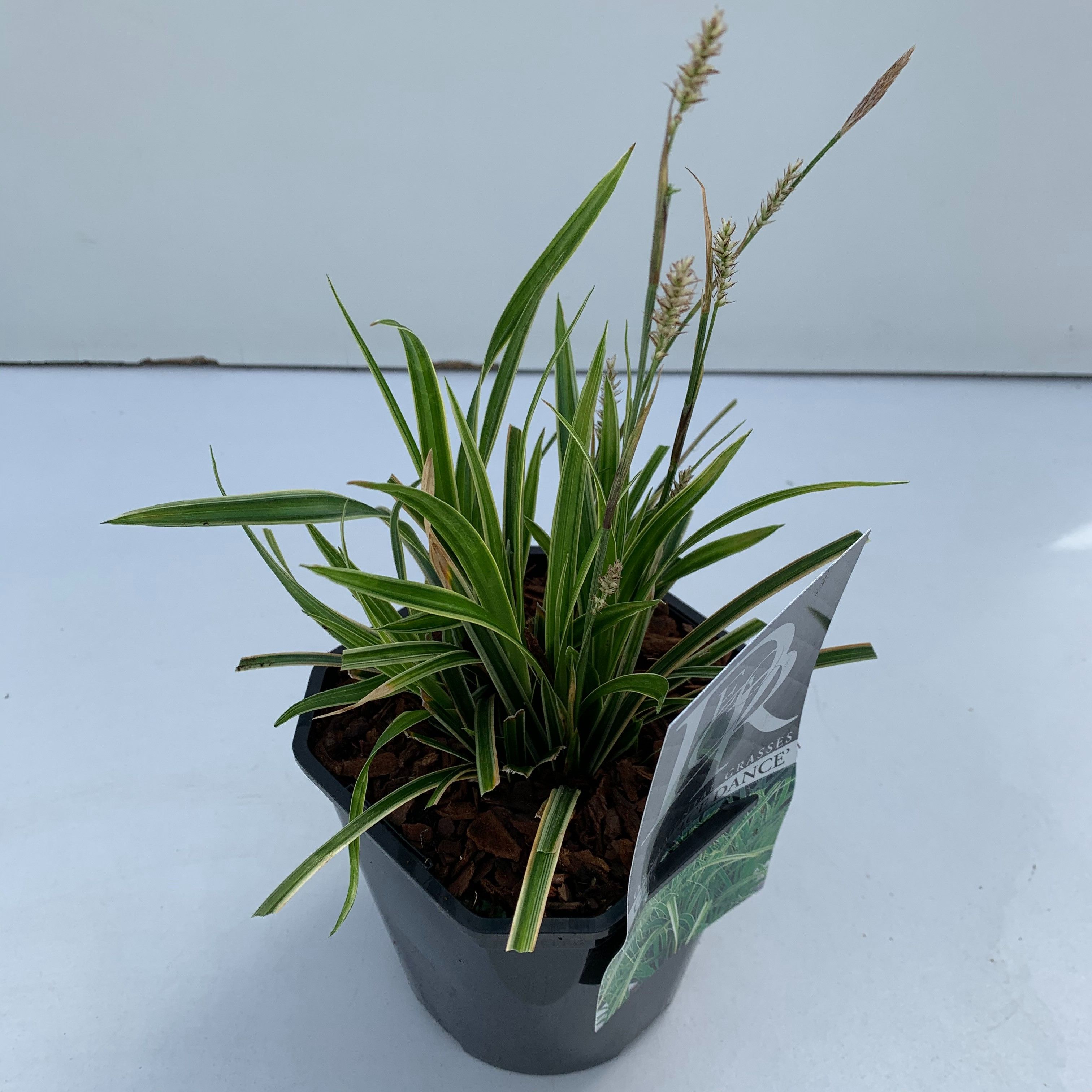 Carex 'Ice Dance', D 17