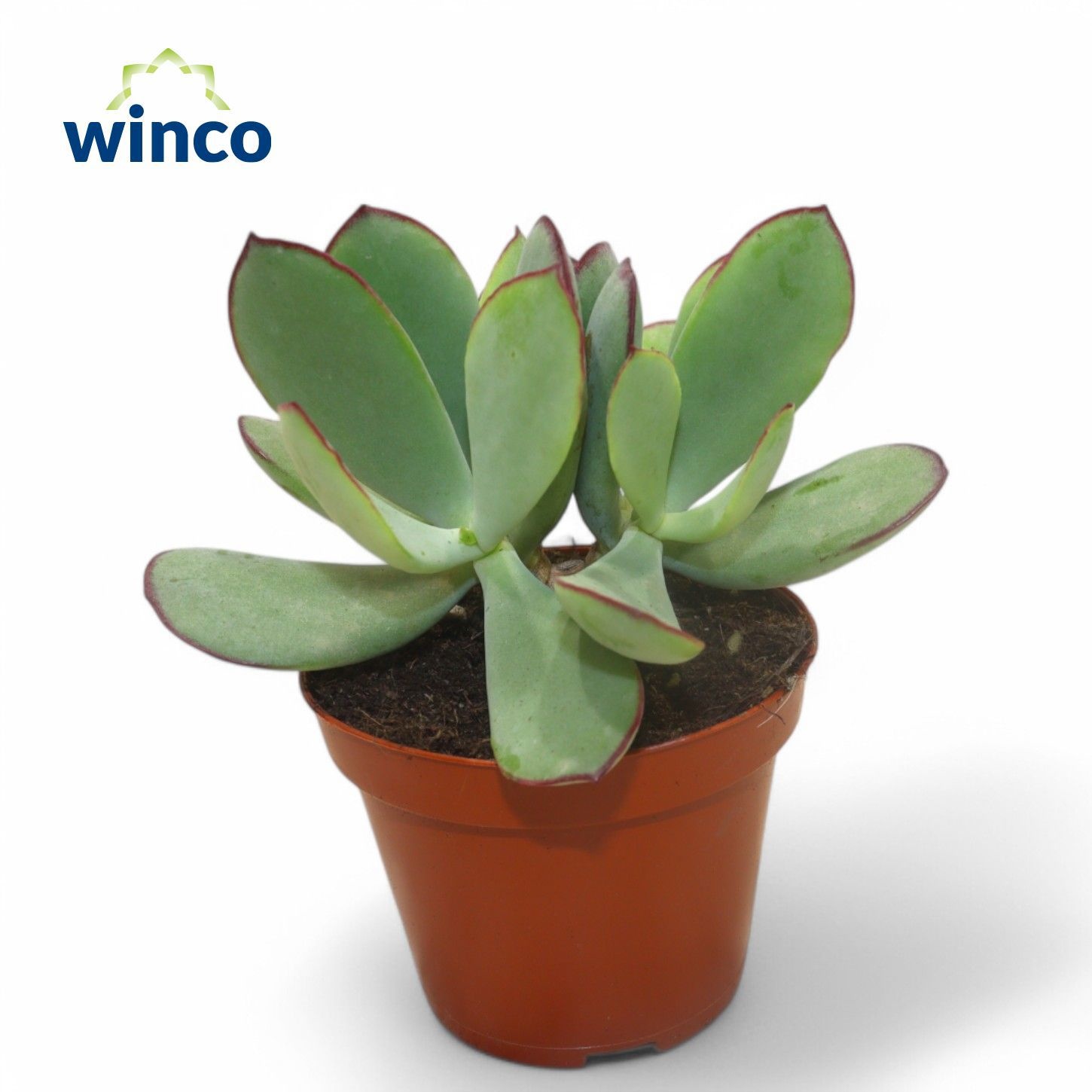 Cotyledon Mint Truffles, D 8,5