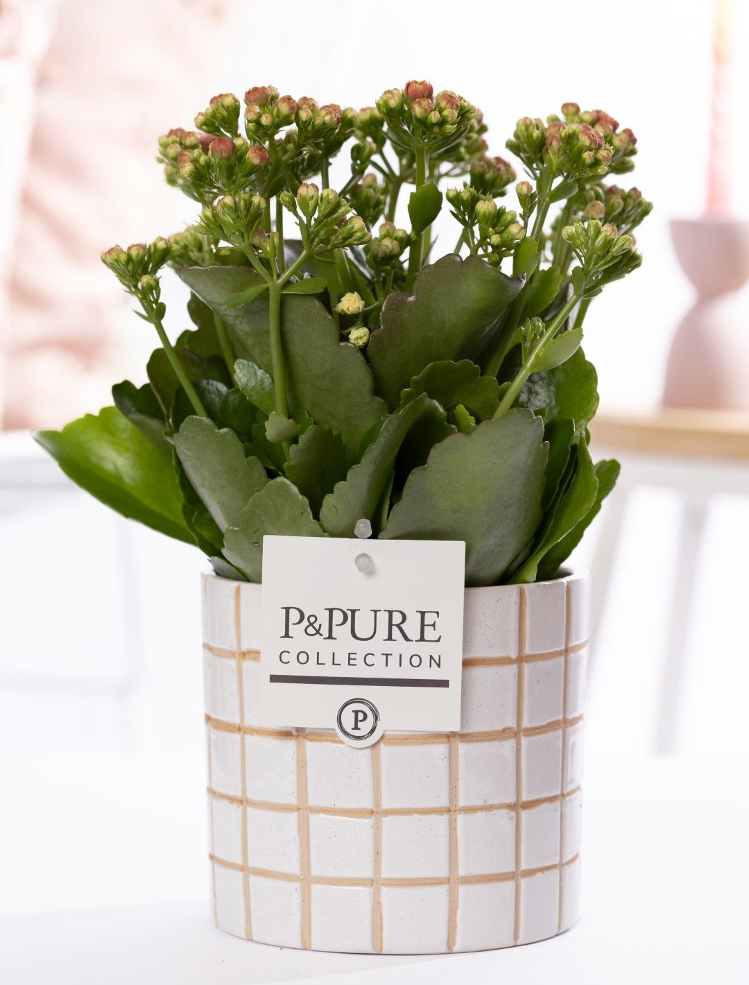 Kalanchoe pink in P&PURE Tirza ceramics, D 12