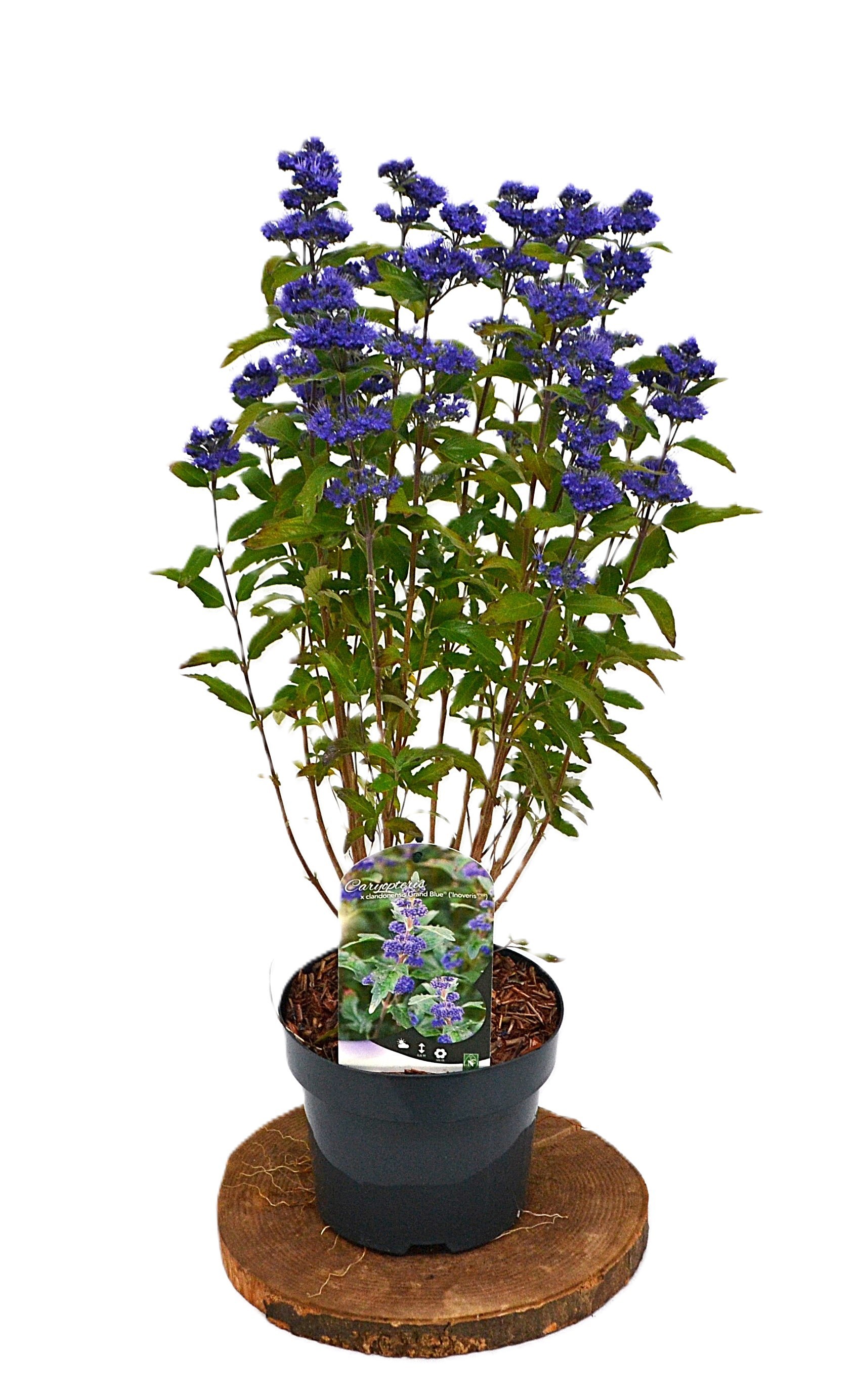 Caryopteris cland. Grand Blue C3, D 19