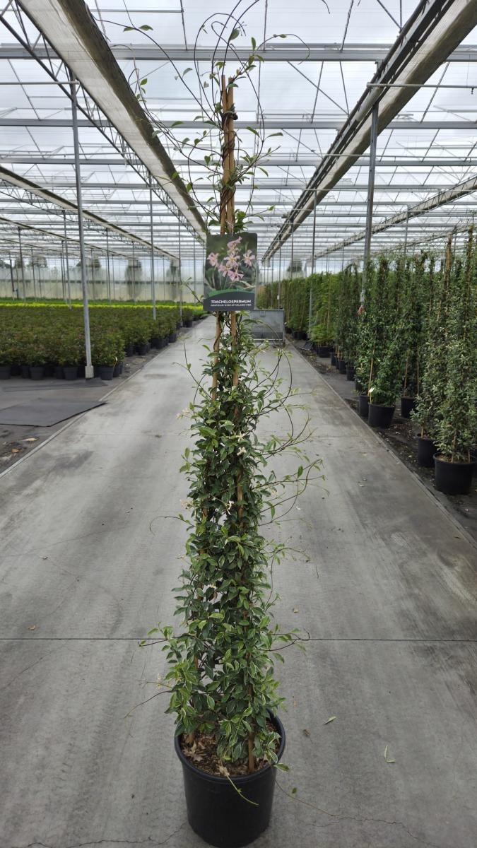 Trachelospermum as. Star of Milano, 3 stok, D 40 cm
