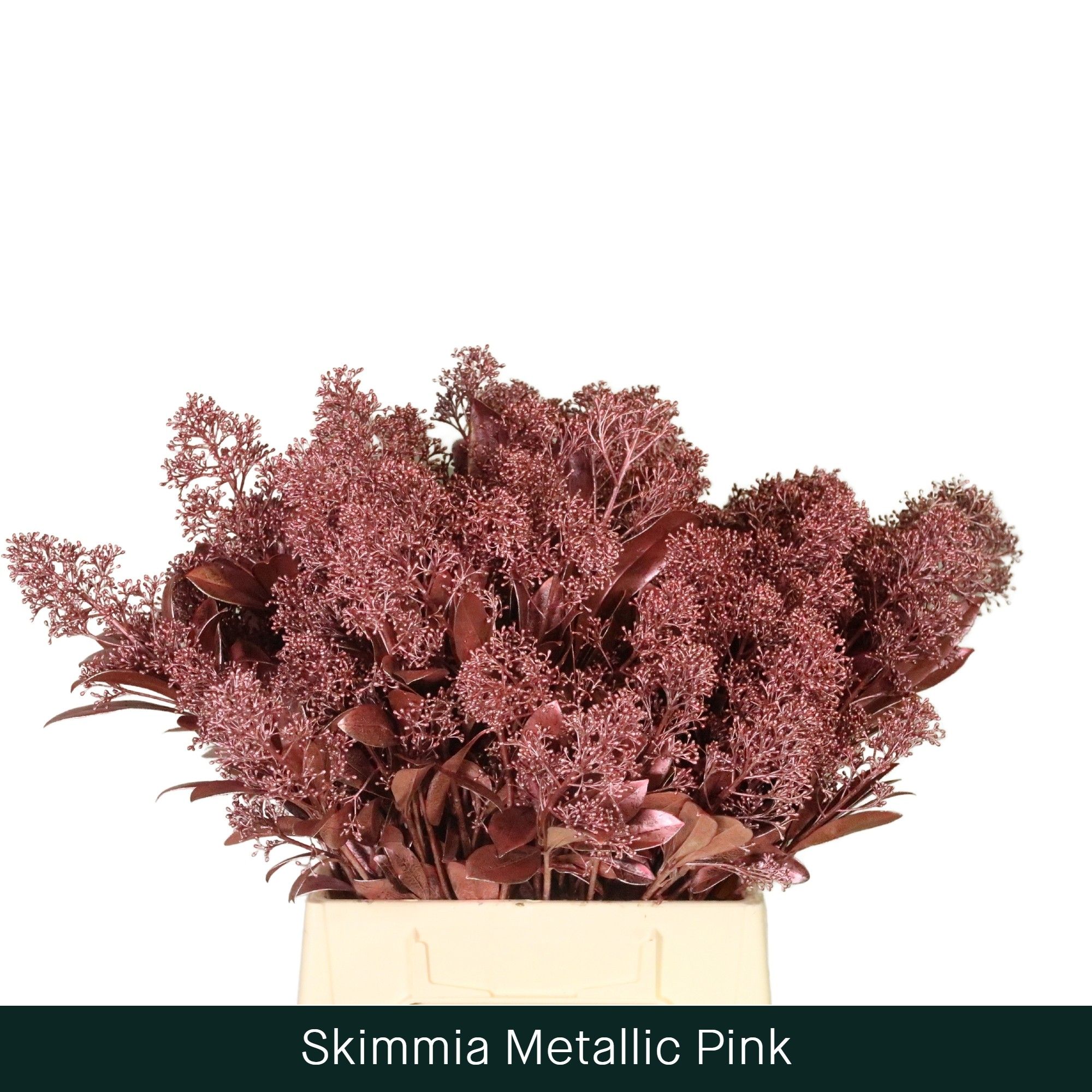 Скимия Овериг крашеный за пучок (краш. ) 45, пуч.