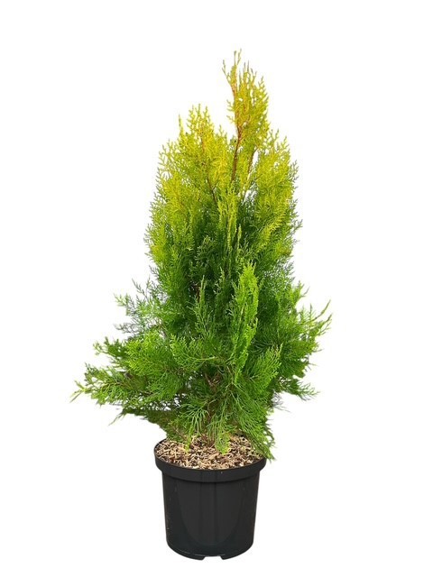 Platycladus orientalis 'Elegantissima', D 23 cm