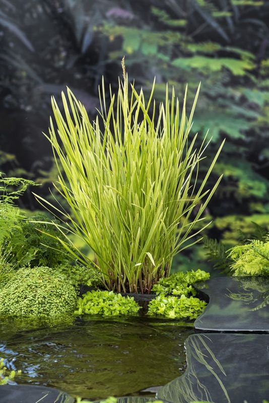 Glyceria maxima 'Variegata', D 9