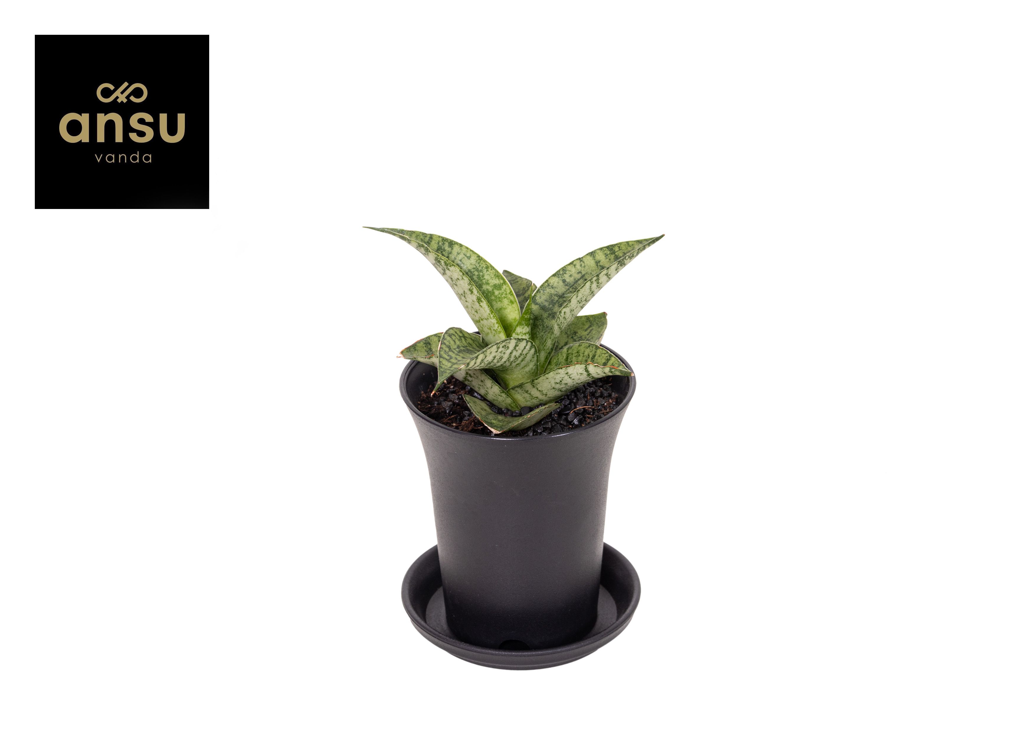 Sansevieria Star Mini Marble No. 2 in sierpot, D 7,5