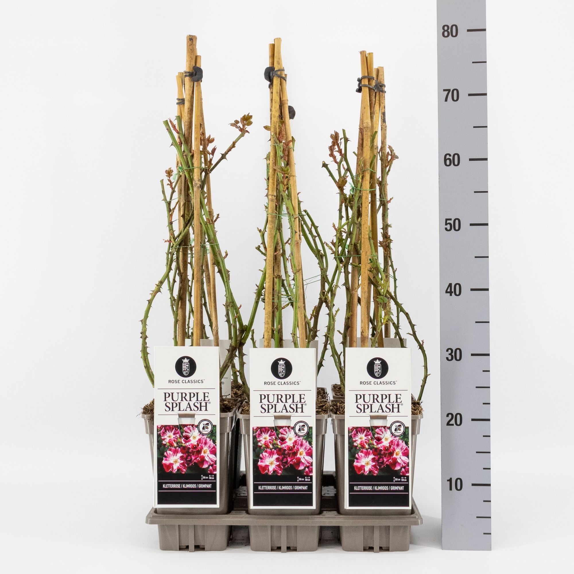 Rosa (K) Purple Splash ®, C3, 3 stok 75 cm, D 17