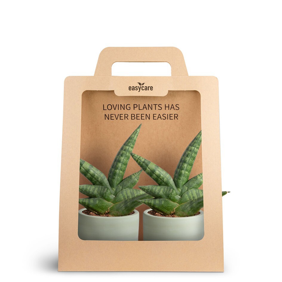 SANSEVIERIA 30690017 2-Pack WB Green Boncel, D 7