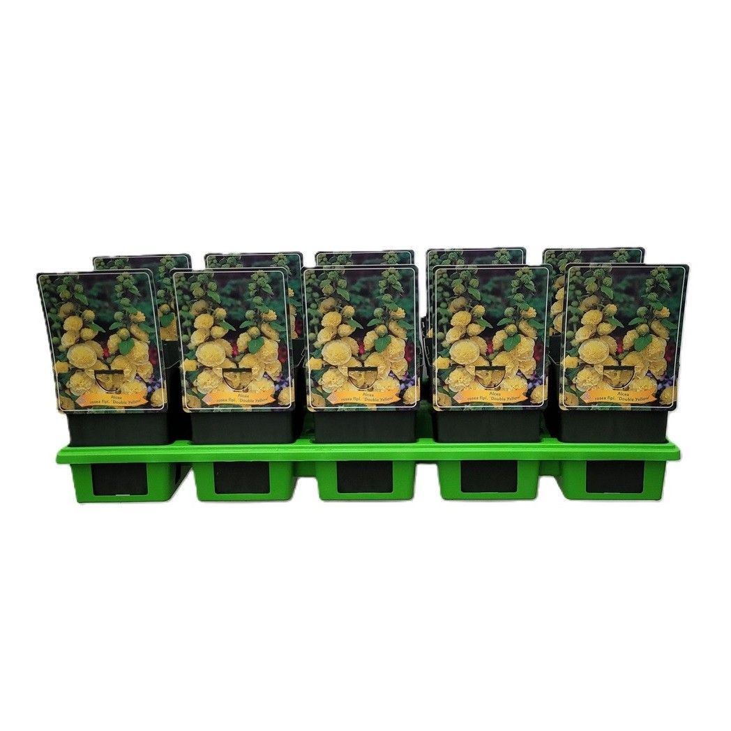 Alcea rosea flpl. 'Double Yellow' P11, D 11 cm