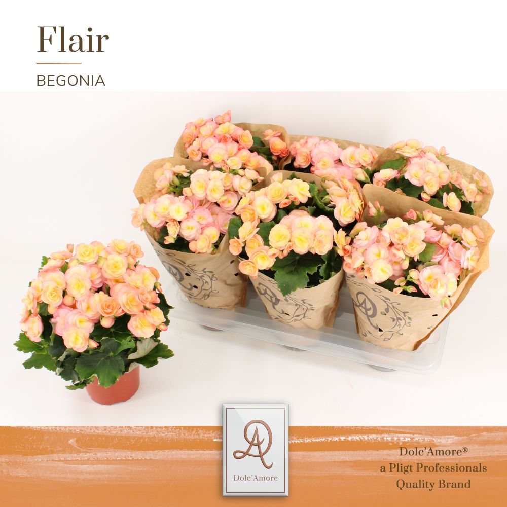 Begonia Hailey sunset P14 Dolc'Amore® Kraft, D 14