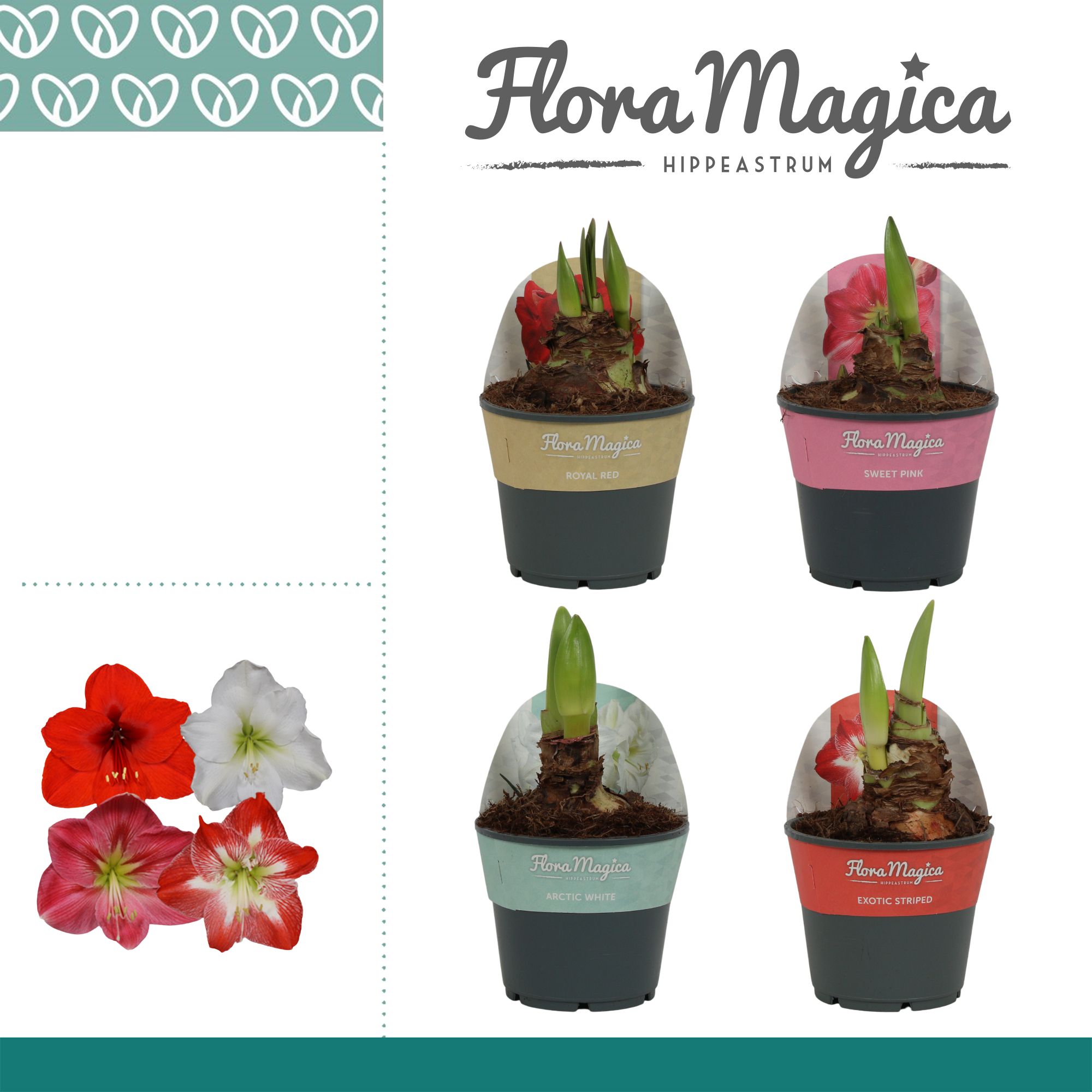 Amaryllis Mix 2 knop in Potkraag, D 14 cm