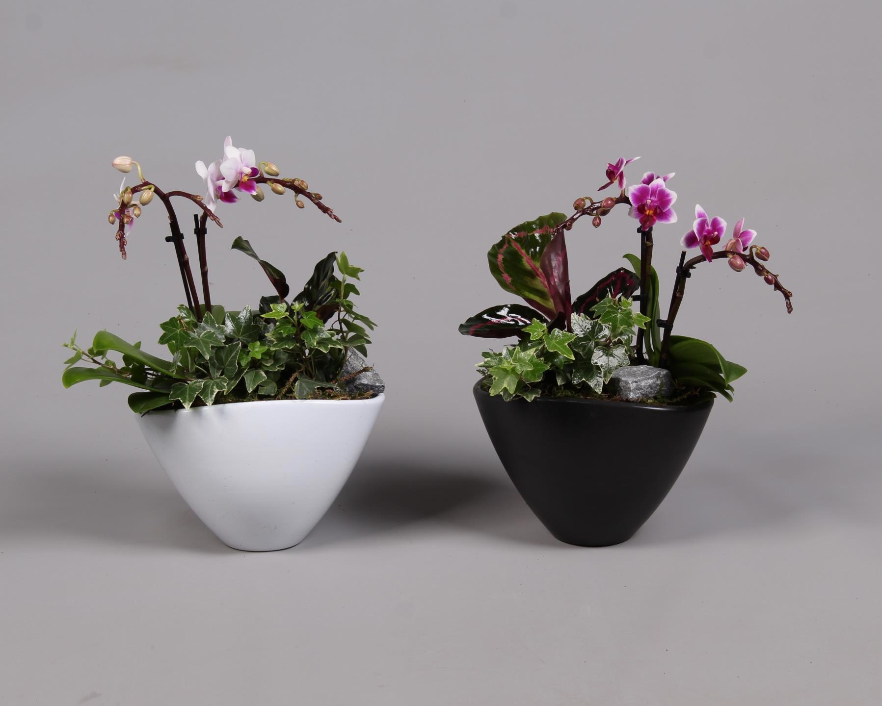 Keramiek pot met Phalaenopsis en groene plant, D 18