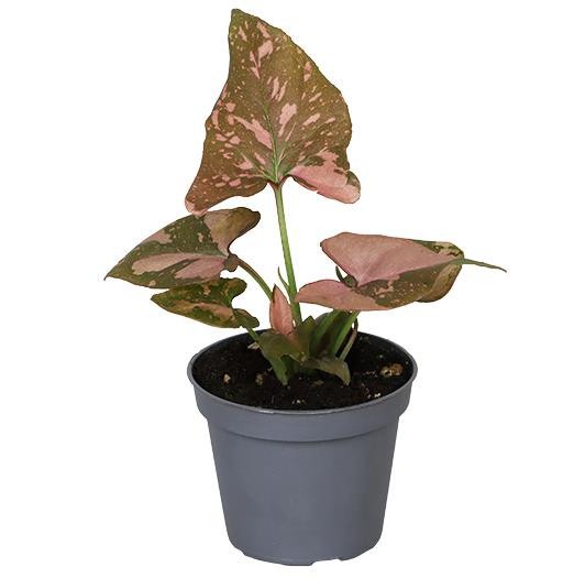 SYNGONIUM PODOPHYLLUM PINK SPLASH, D 6 cm
