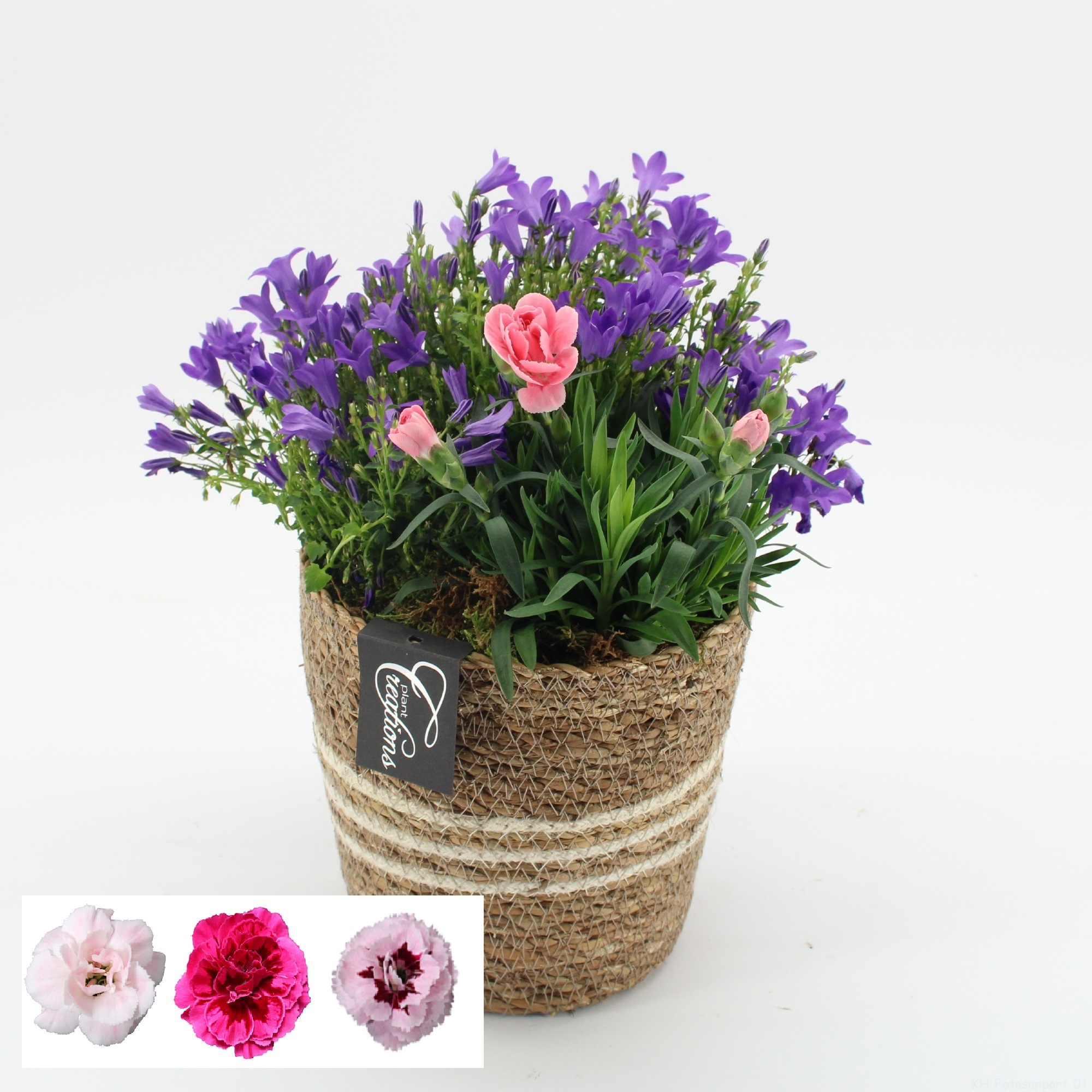 CACR-2619 Campanula creations, D 17