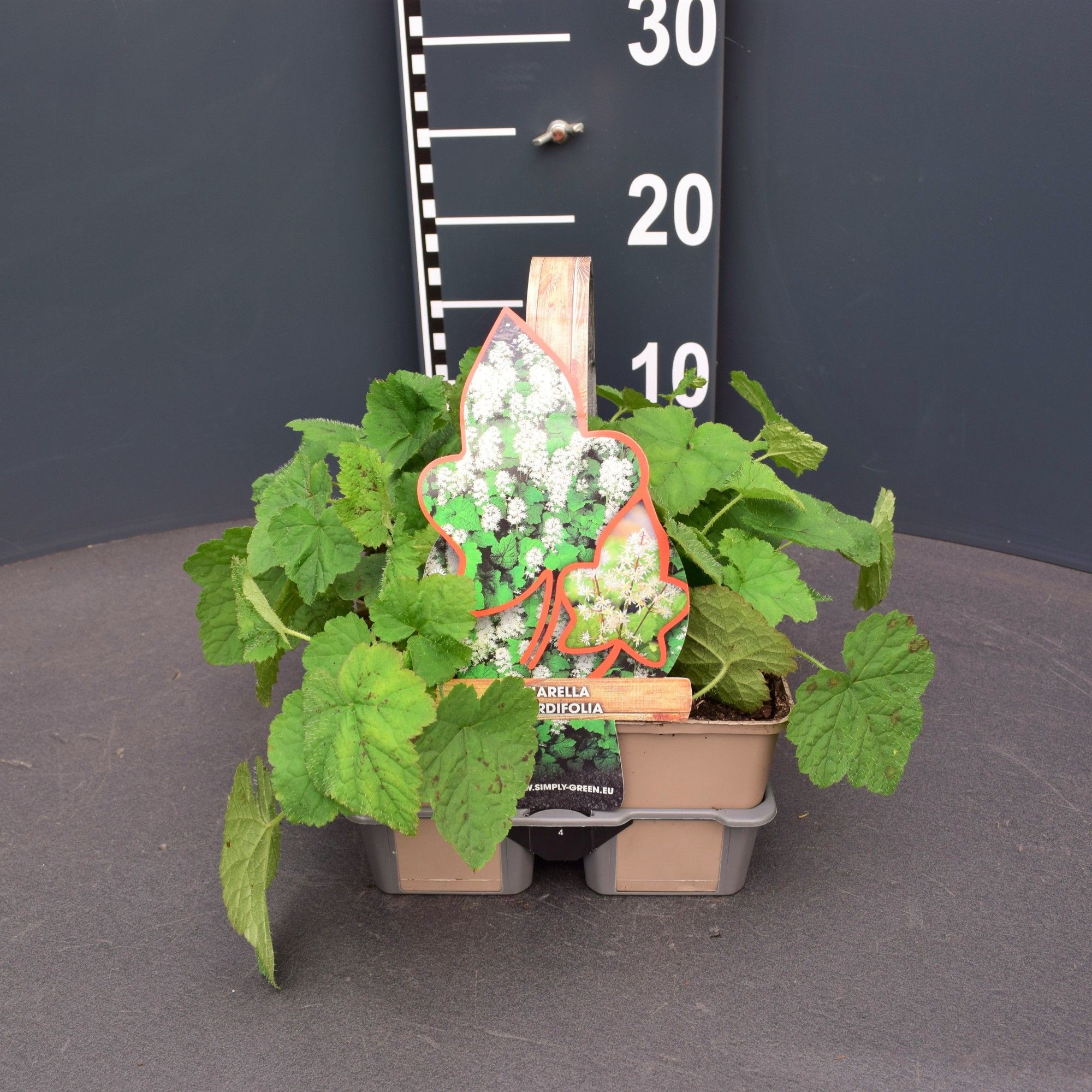 Tiarella cordifolia (4-Pack), D 9 cm