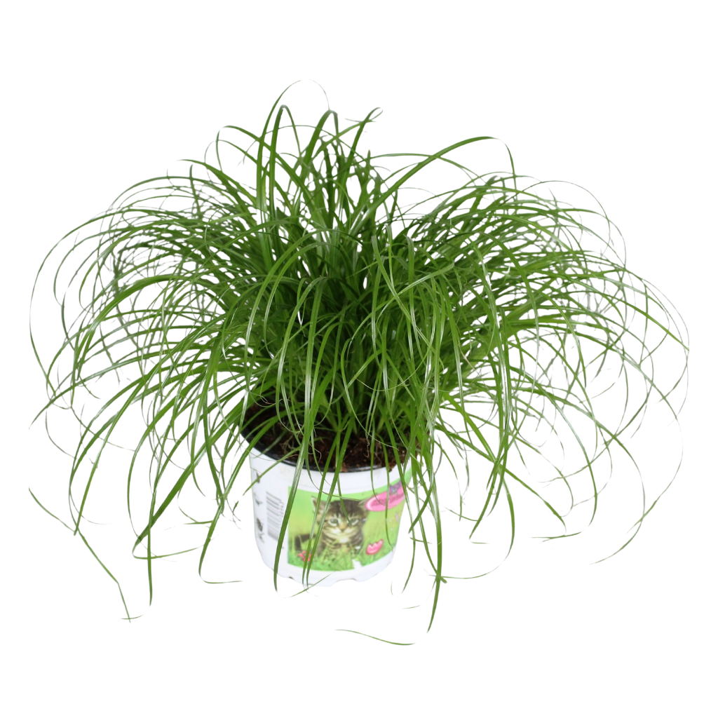 Cyperus alternifolius Zumula in bedrukte pot, D 12