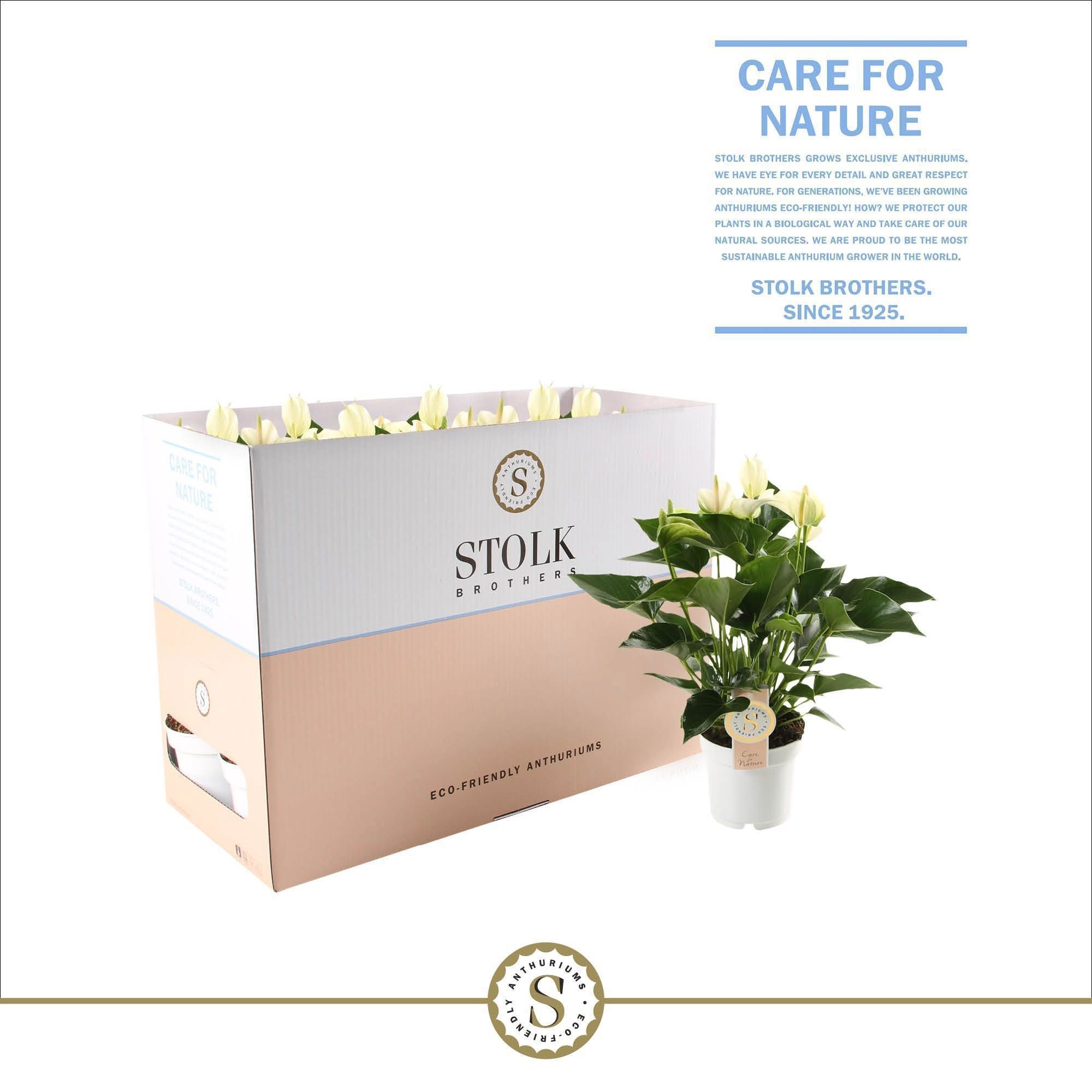 Anthurium White Champion 12cm in Ecobox, D 12