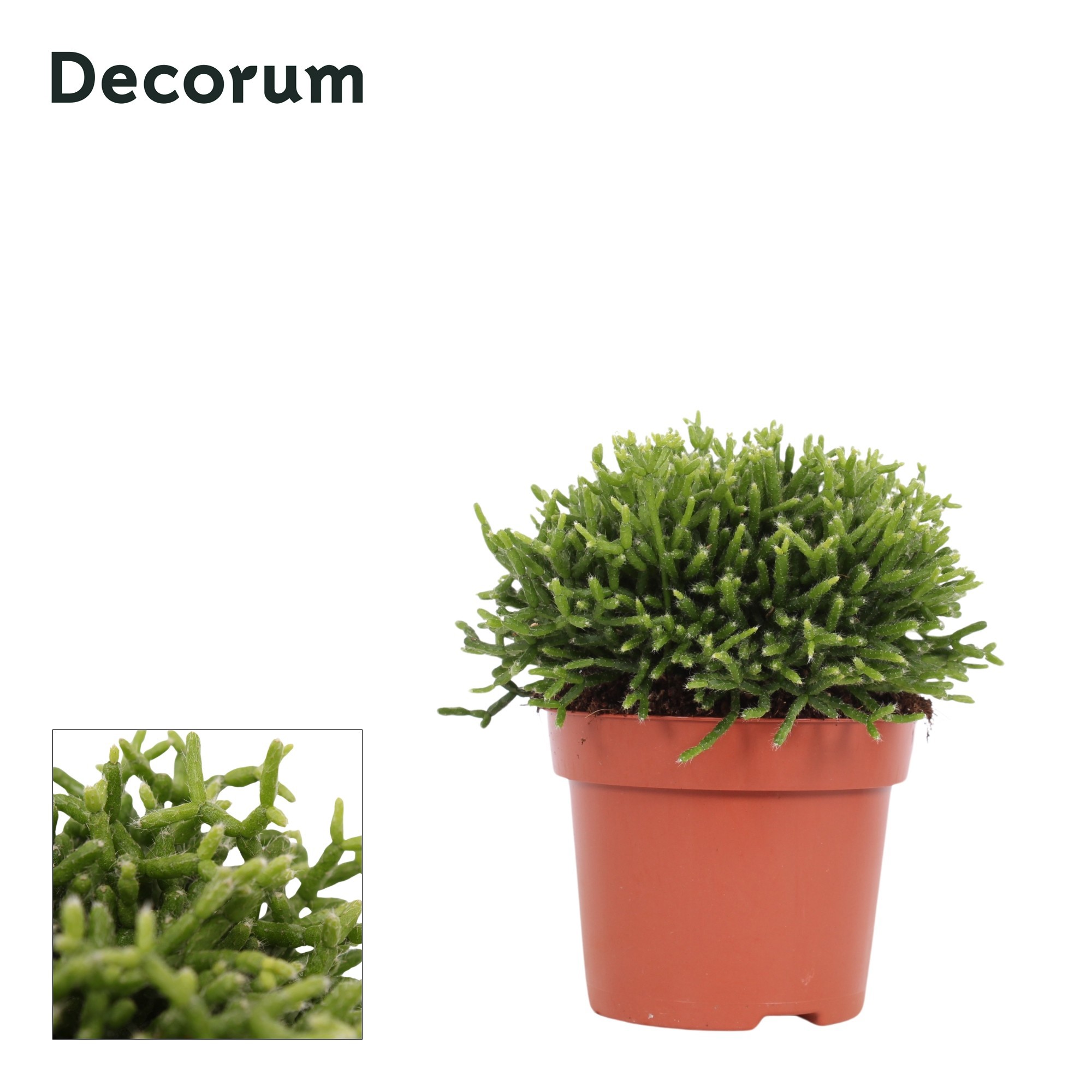 Rhipsalis cereuscula 12 cm Decorum, D 12