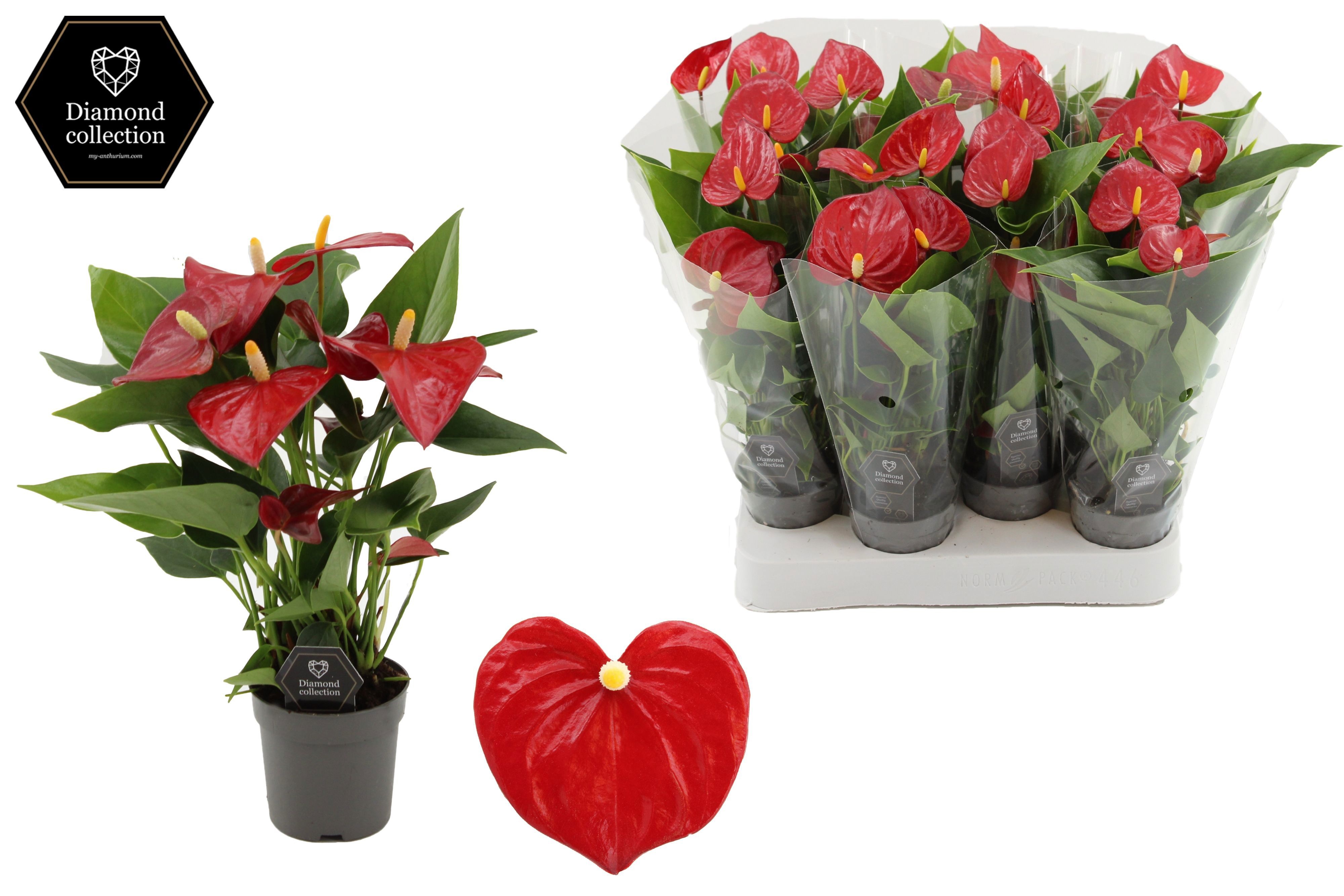 Anthurium 7 cm Micra in transparant sleeve, D 7 cm