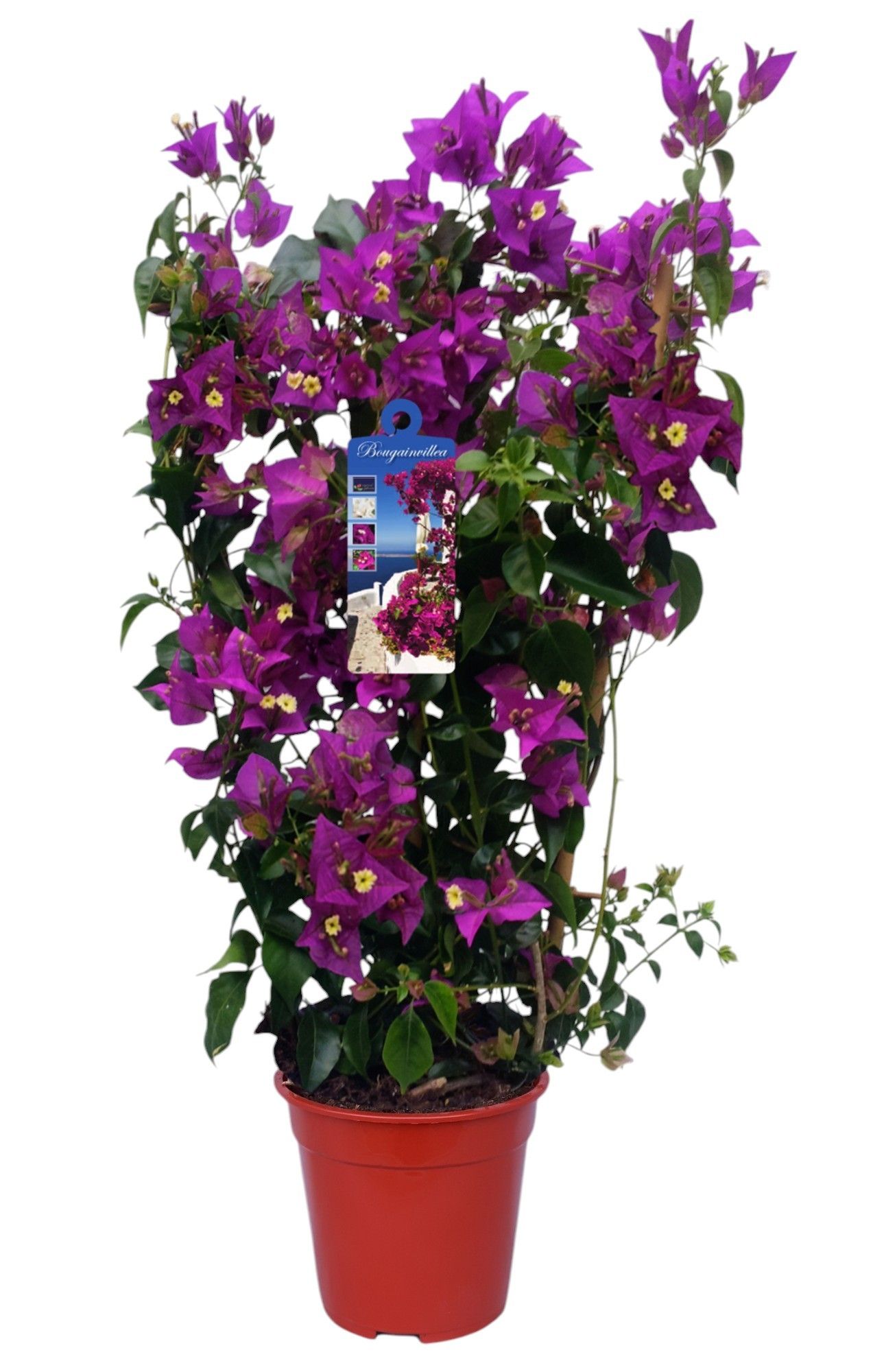 Bougainvillea 'Alexandra' bamboo REK, D 19