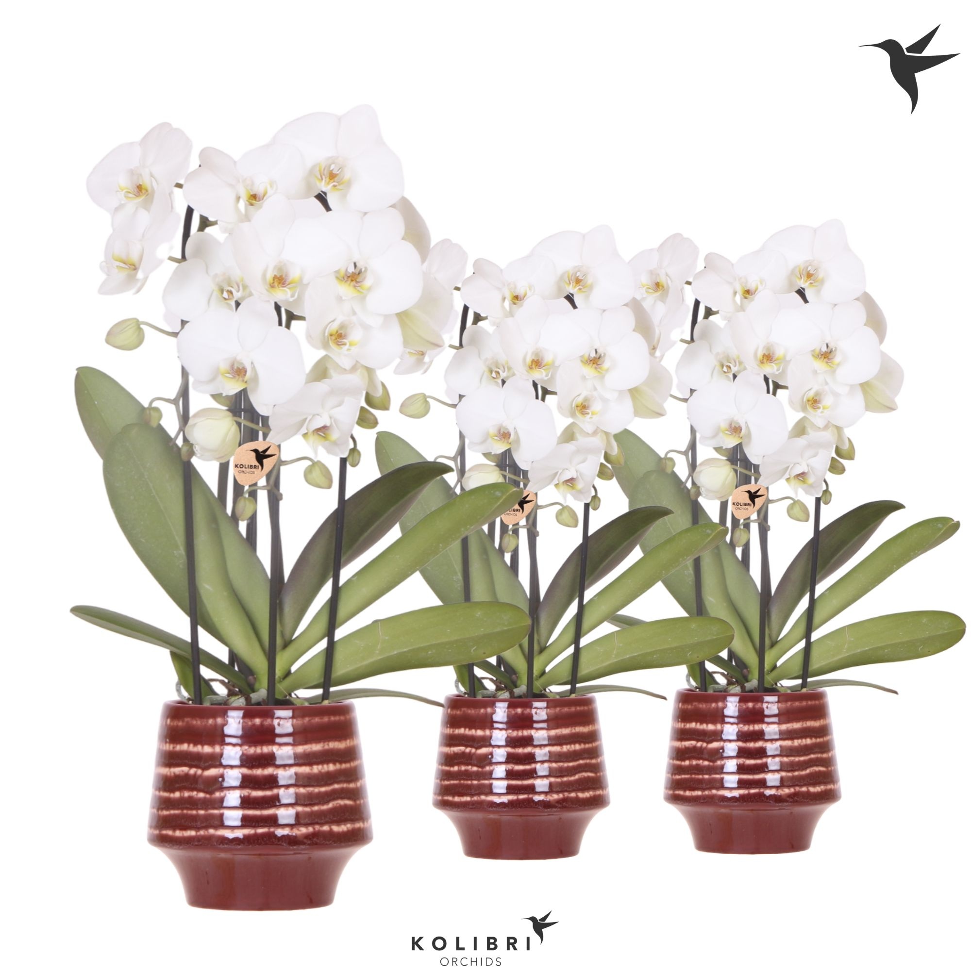Kolibri Orchids Cascade Niagara Fall white 3 spike in Moonstone pot red, D 12