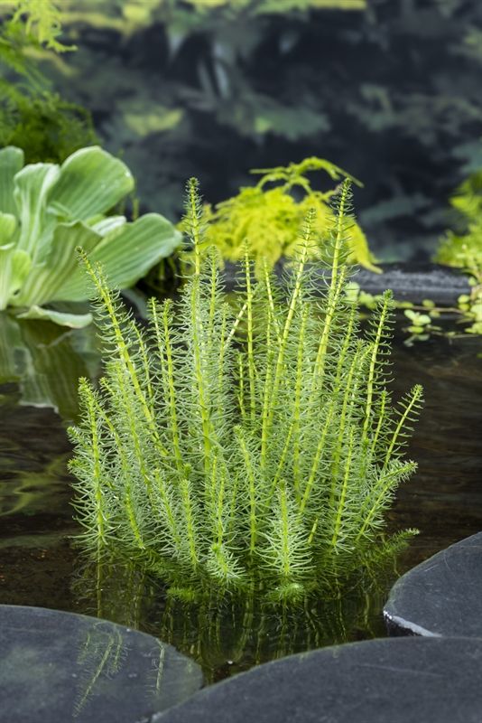 Hippuris vulgaris (18x18), D 18