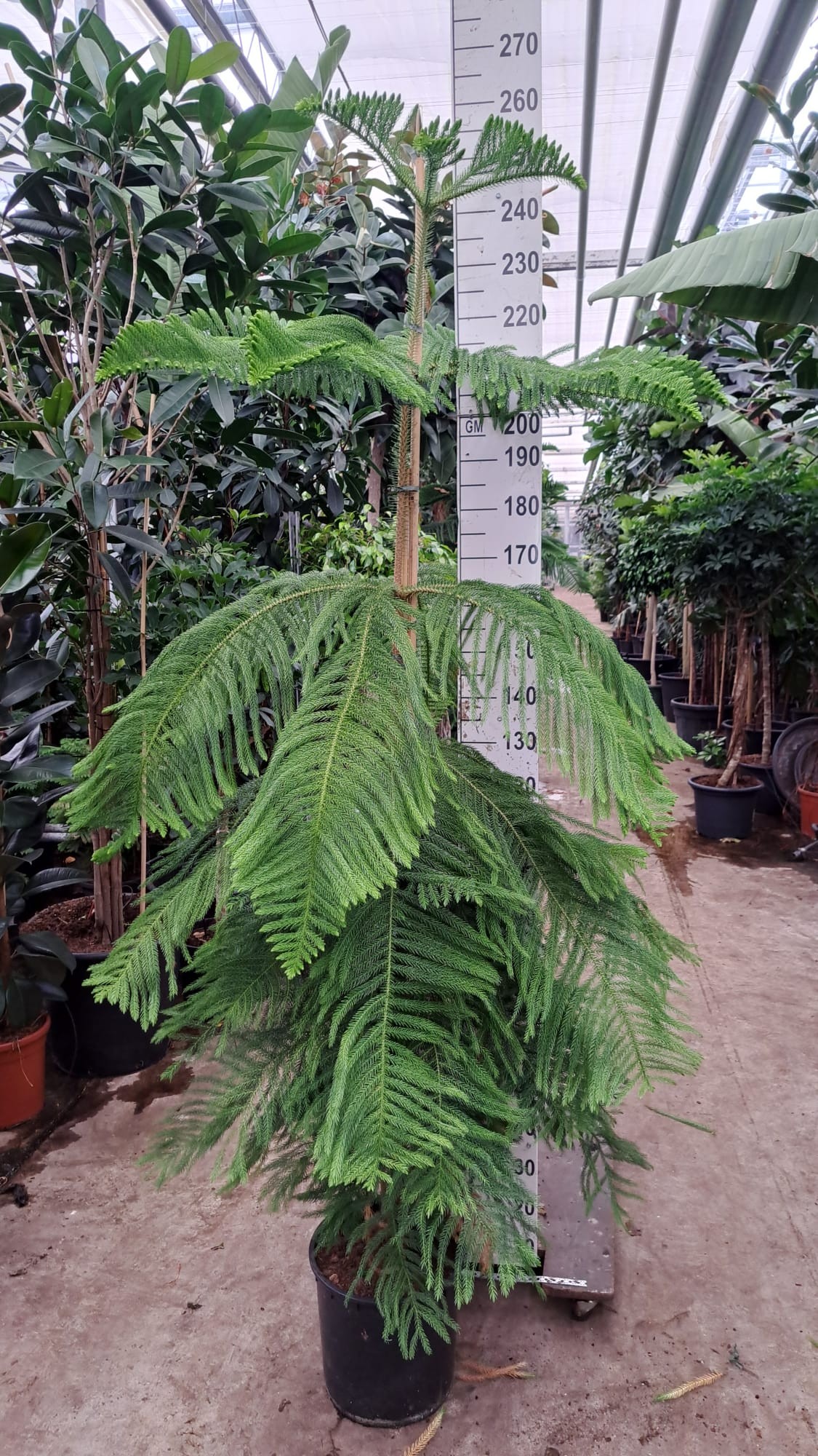 Araucaria 260, D 35