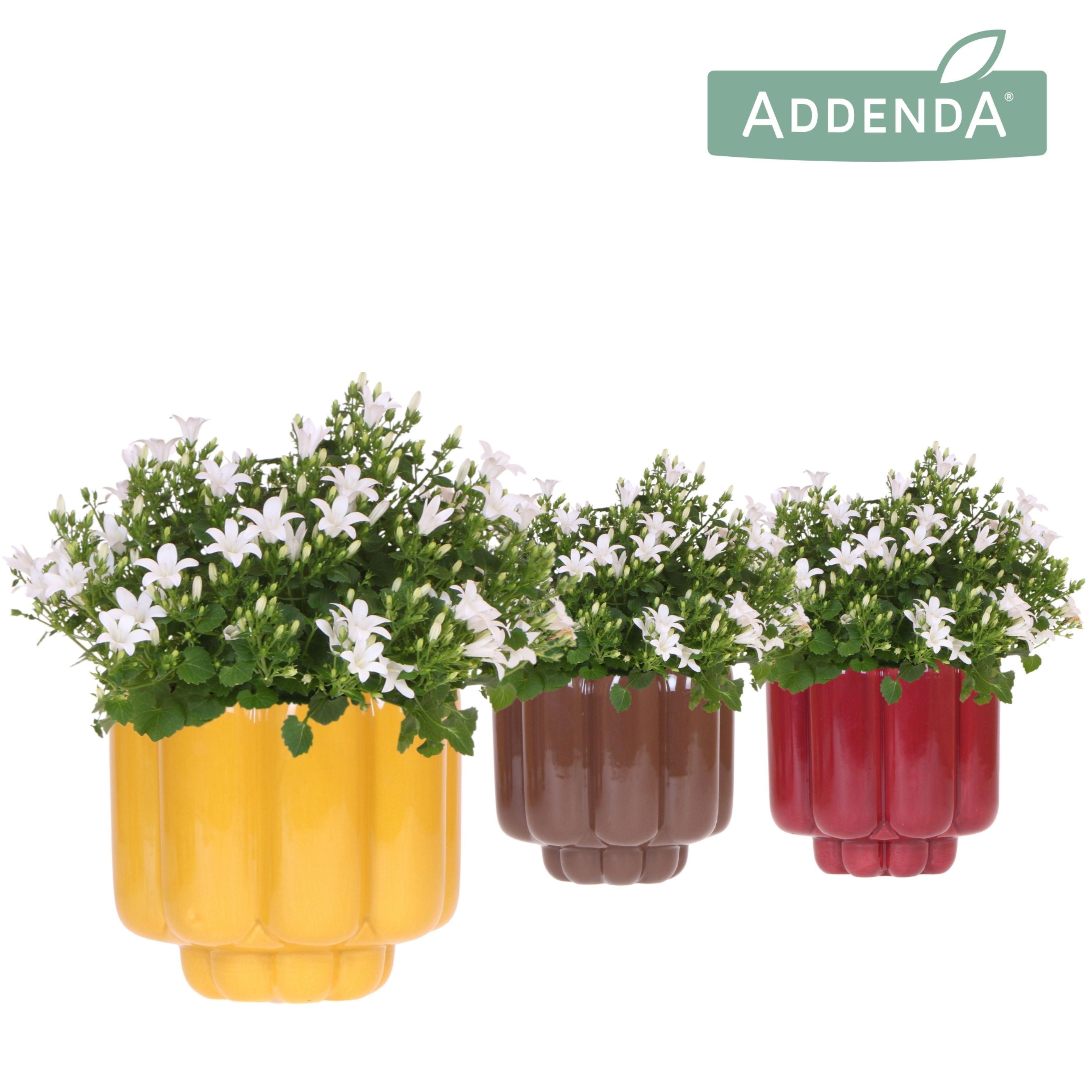 Campanula Addenda Ambella white in Retro pot yellow mix, D 12