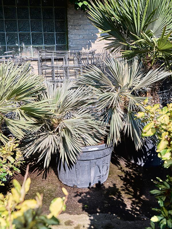 Trithrinax campestris (140-160), D 65