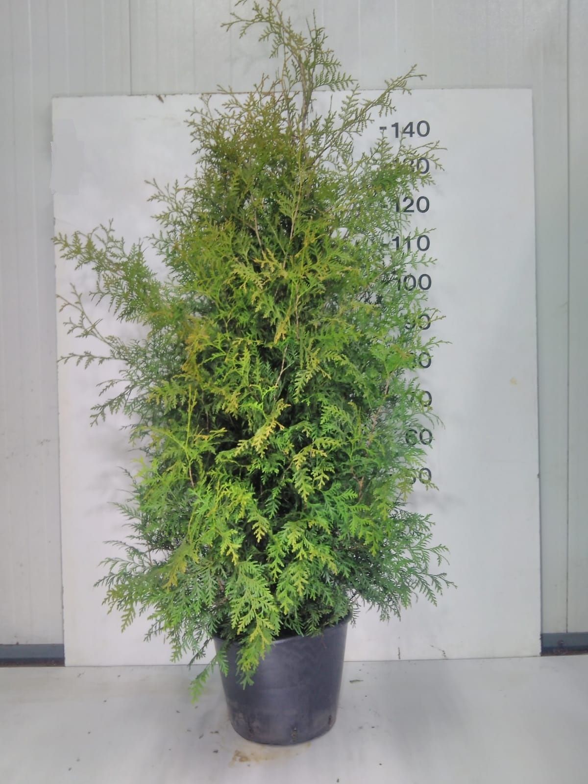 Thuja Occidentalis 'Brabant' plantmaat 120-140, D 24