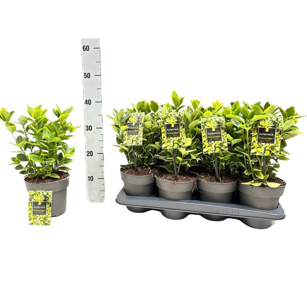 Euonymus jap. 'Aureomarginatus', D 15