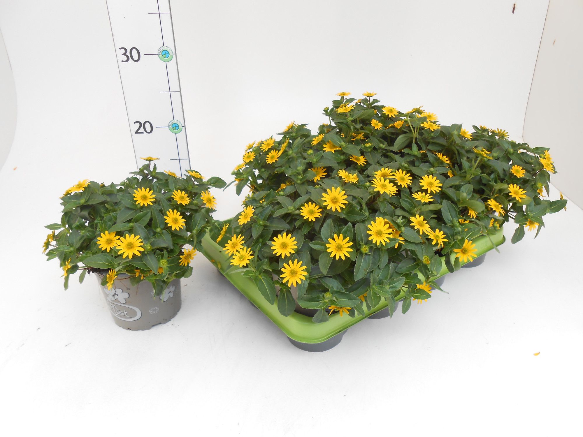 Sanvitalia procumbens, D 13