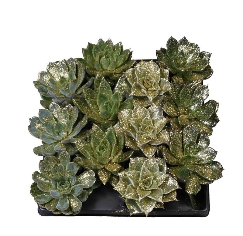 ECHEVERIA-HYBRID 653312 Echeveria Mix, D 6 cm