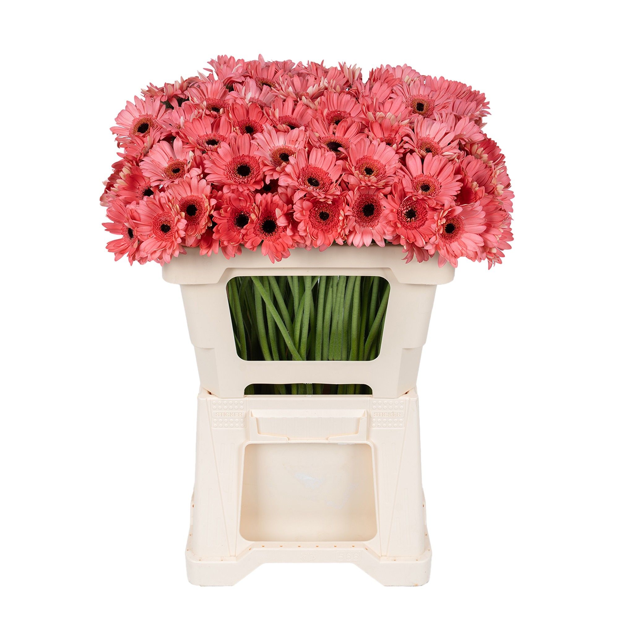 Гермини Видаль, шт.