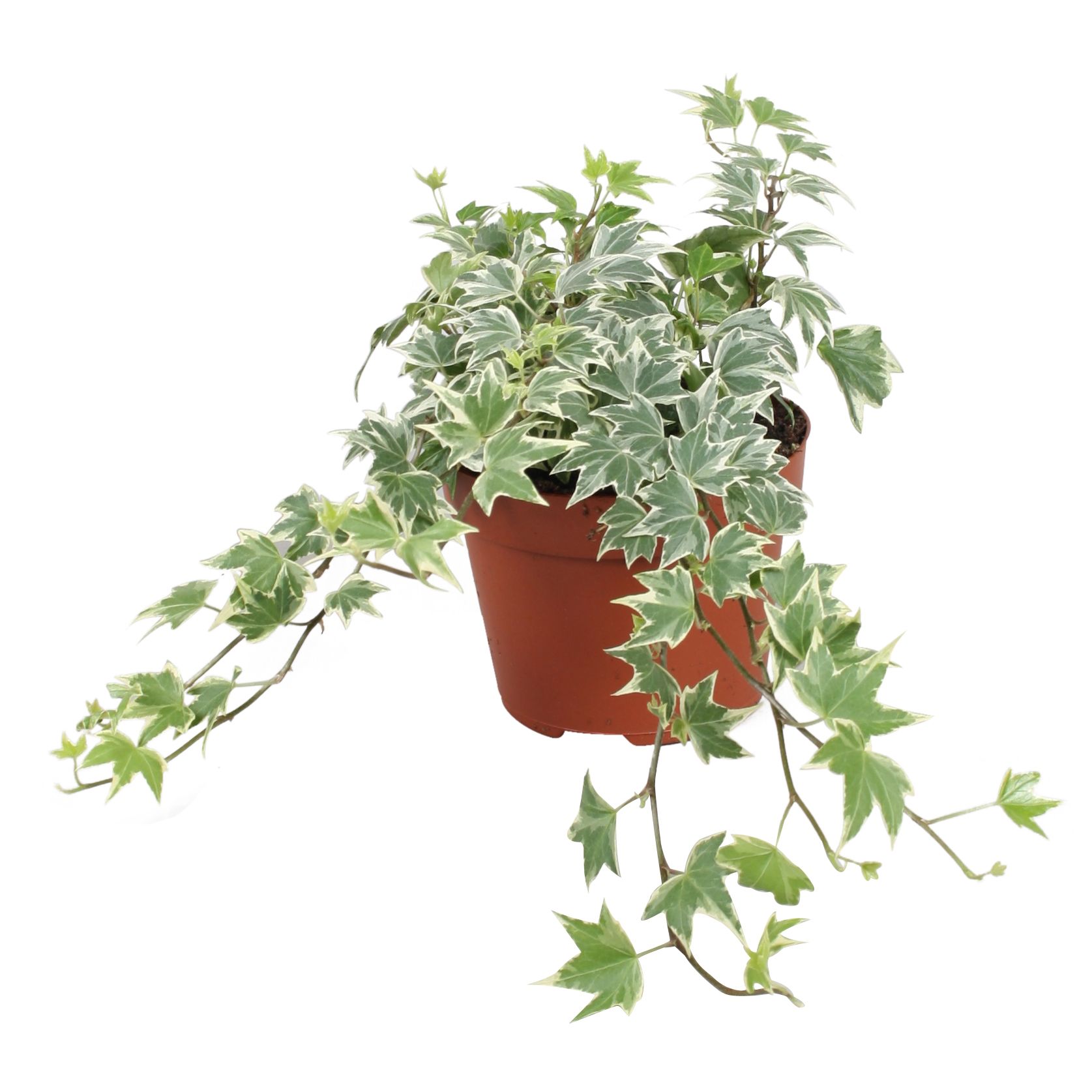 Hedera helix White Ripple, D 13