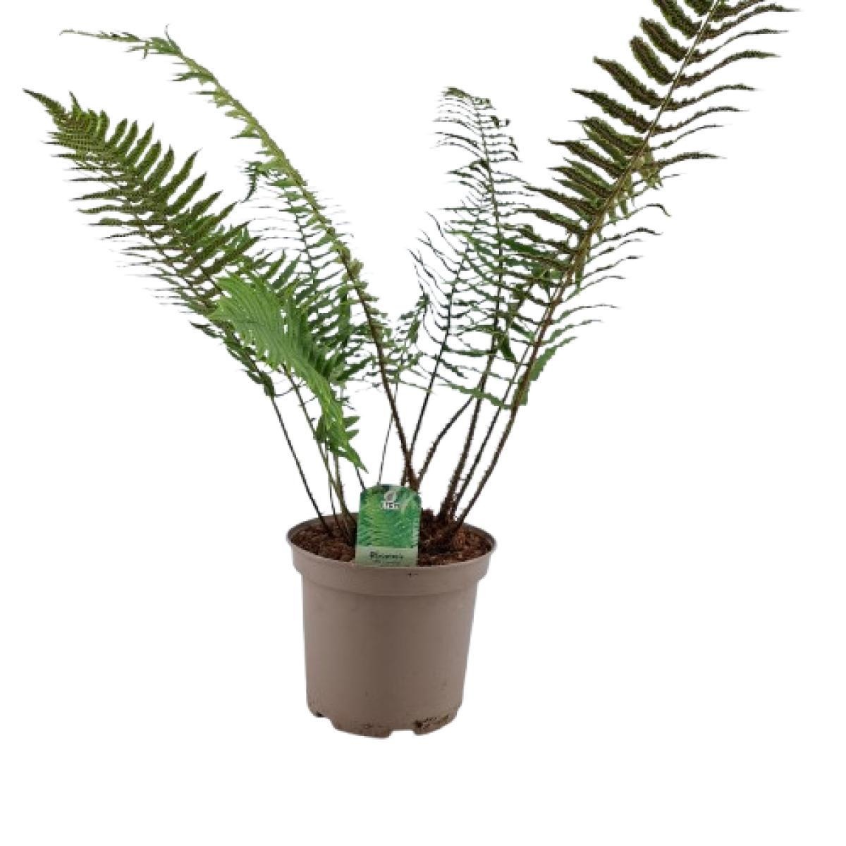 Dryopteris cycadina, D 22