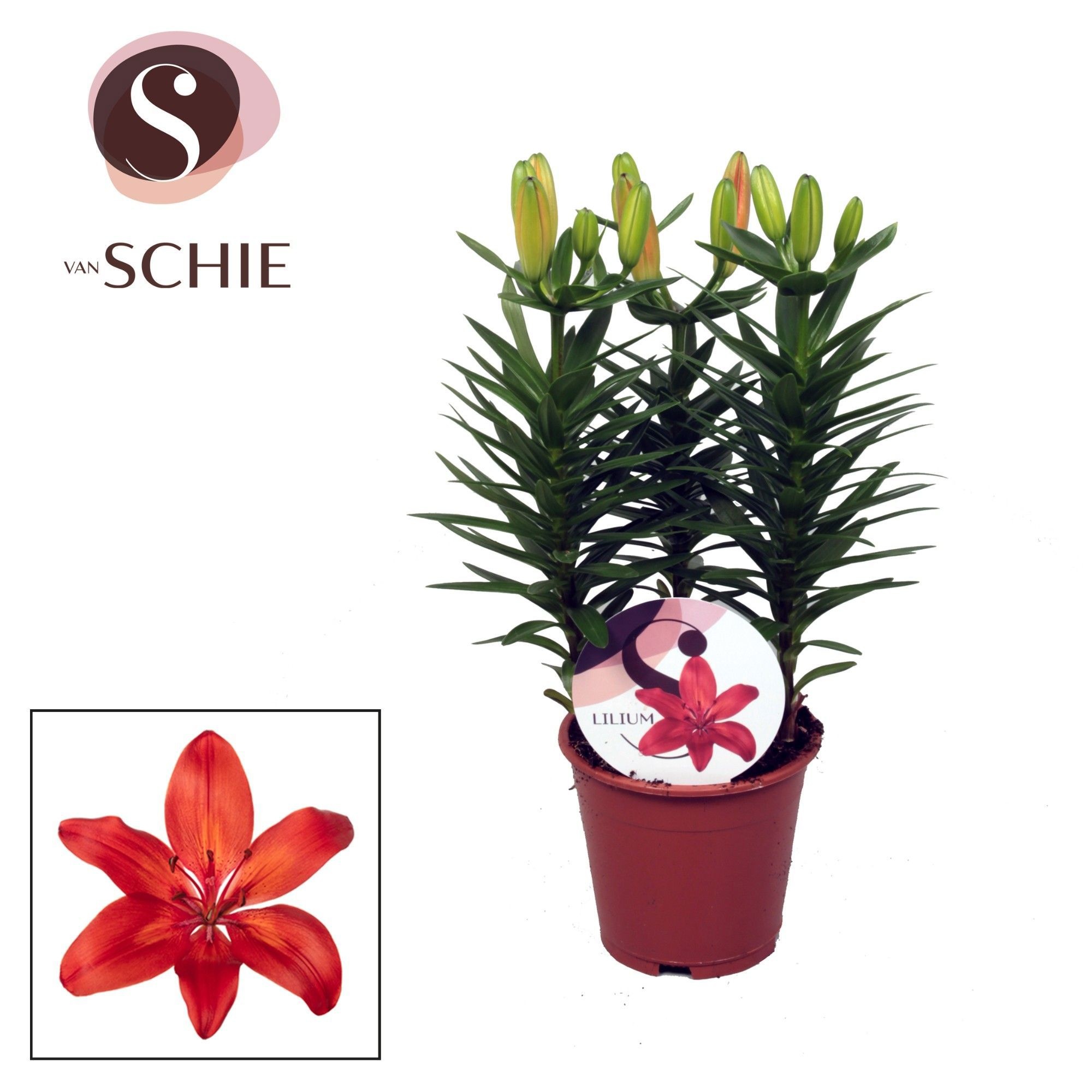 Lilium Az Matrix Red 13cm, D 13