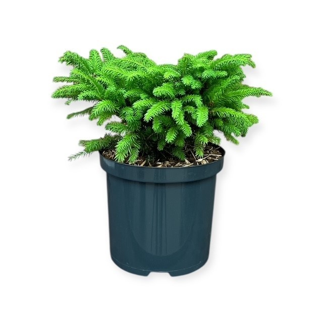 Picea a. 'Nidiformis', D 18