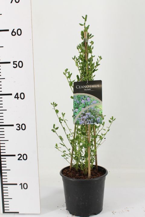 Ceanothus Sky Lark, D 17