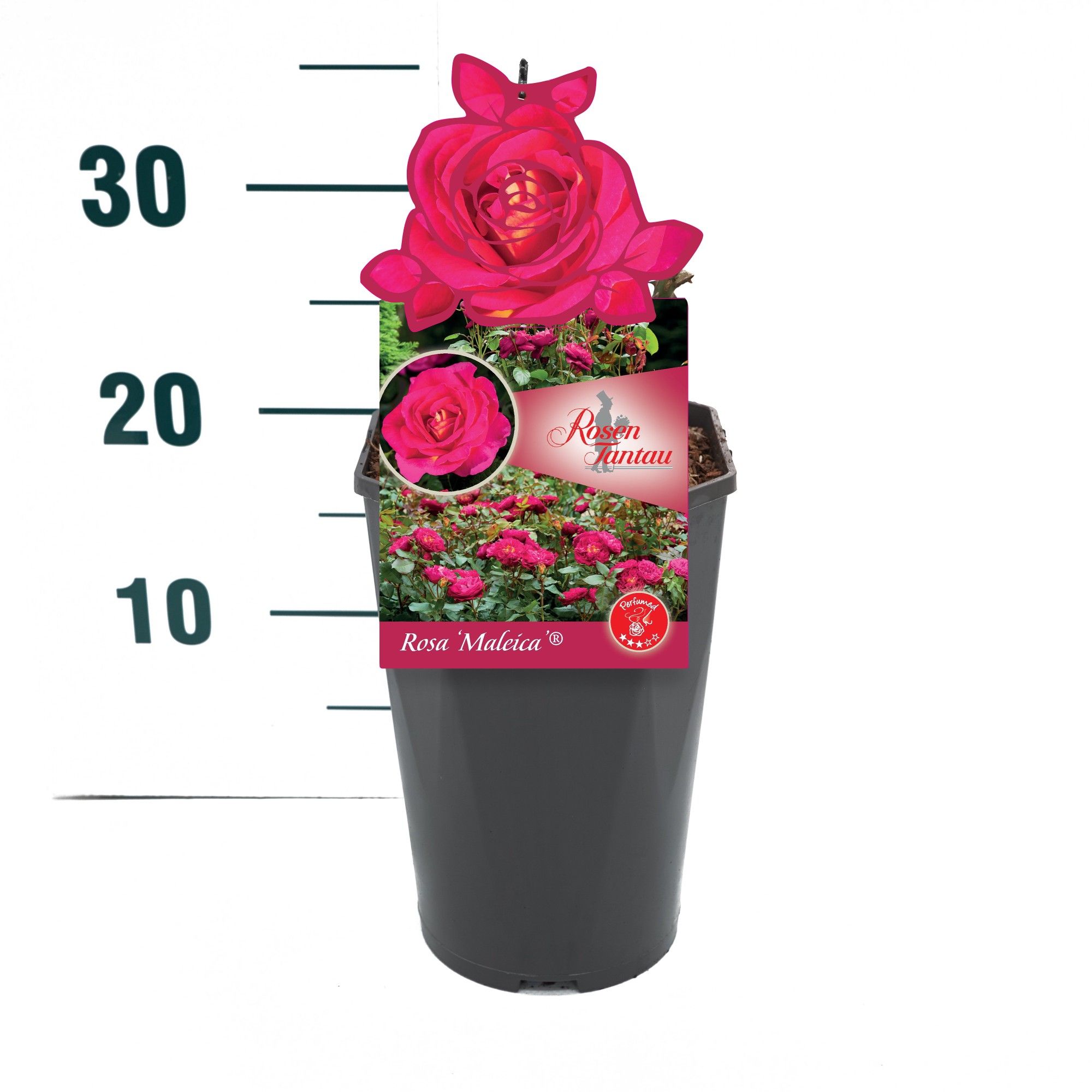 Rosa 'Maleica' - Struik - C3rp - Tantau Premium, D 19