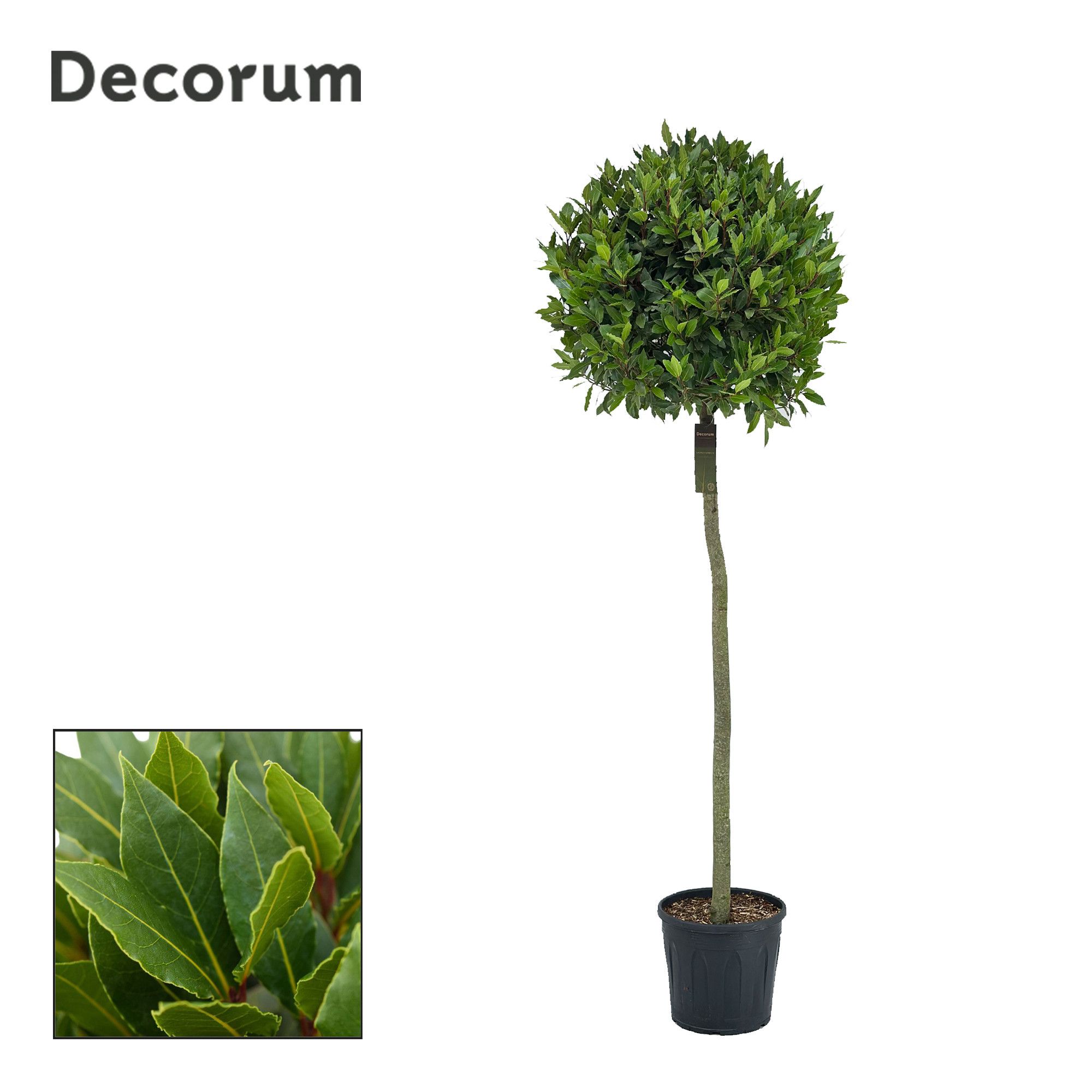 Laurus nobilis Bol op stam, D 30