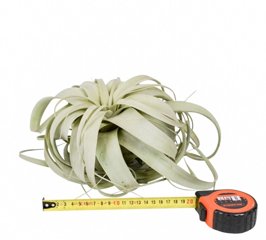 tillandsia xerographica x4, D 20
