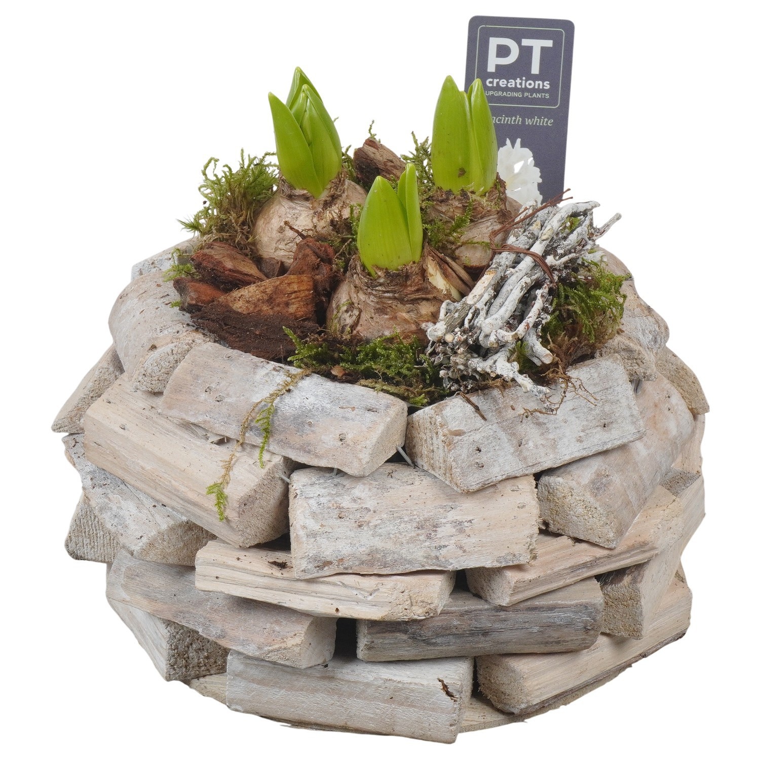 PTWH4008 Arrangement Winter Hyacint in houten bak, D 21