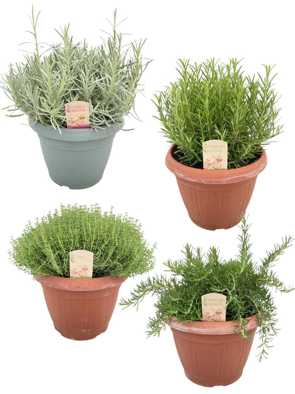 Italiaanse tuinkruiden gemengd - struik, D 25