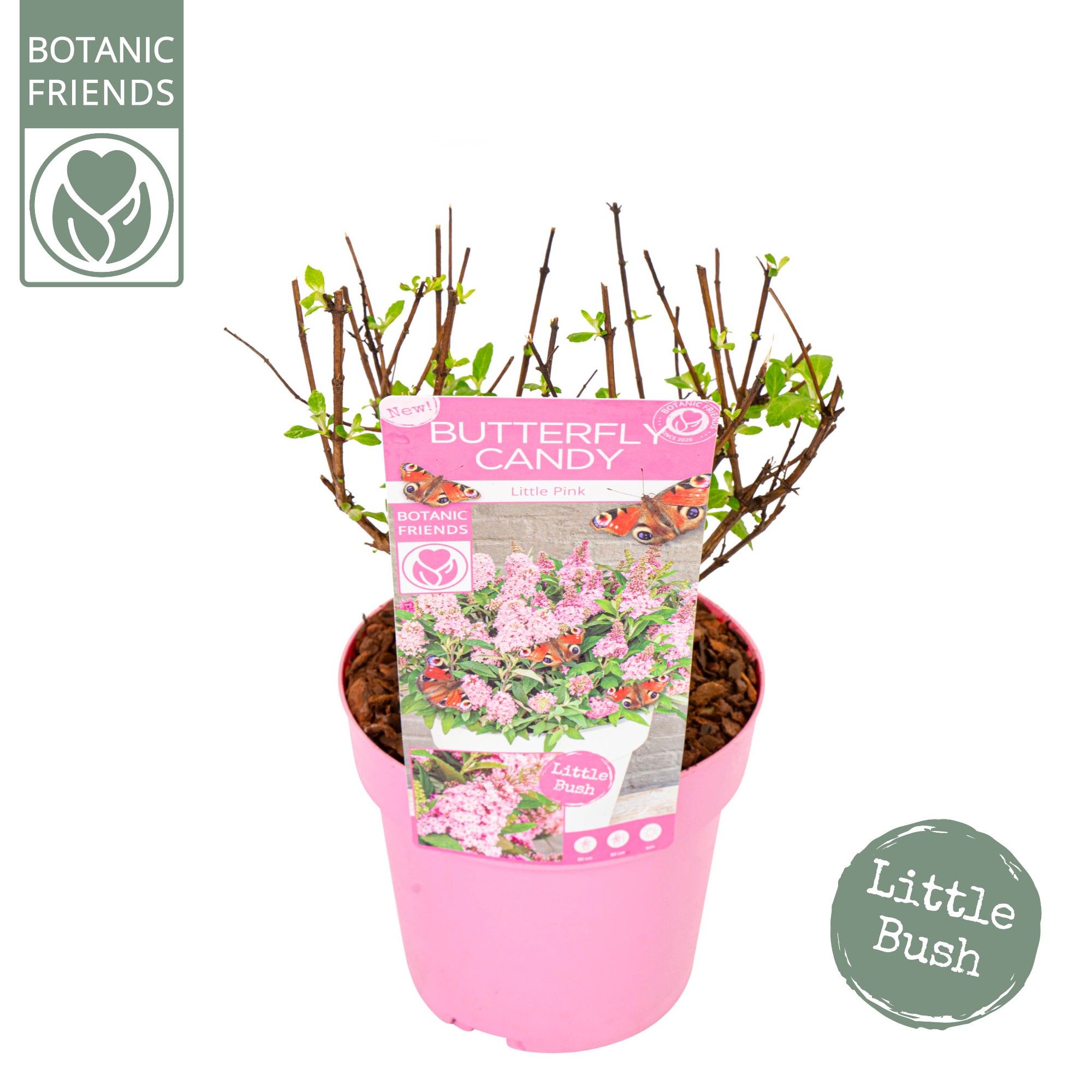Buddleja Butterfly Candy 'Little Pink'®, D 19