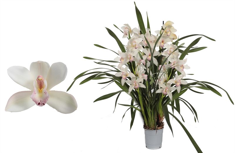 Cymbidium p12 Lucky Kate 4T20+, D 12