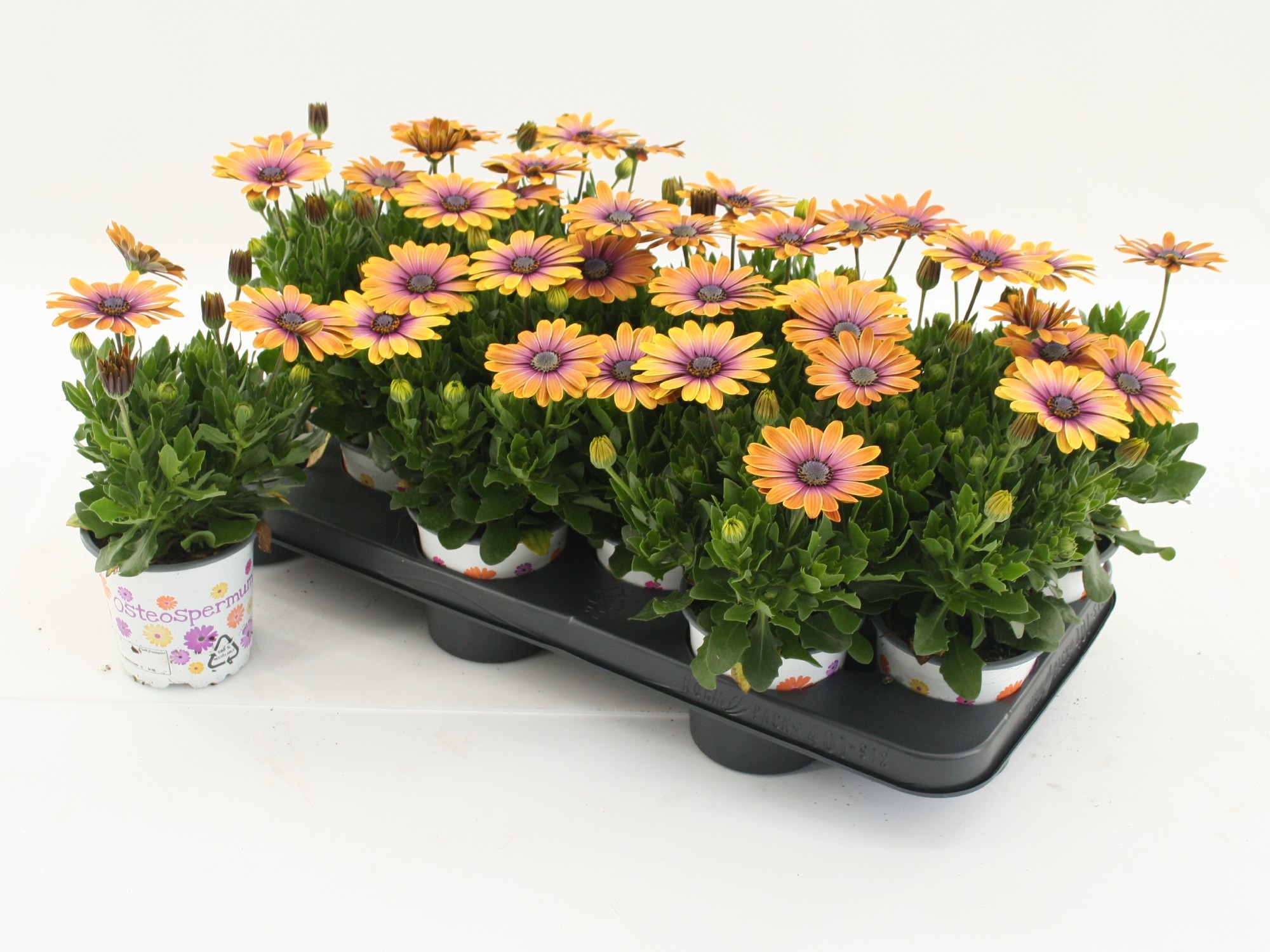 Osteospermum Pink Eyed beauty, D 10,5
