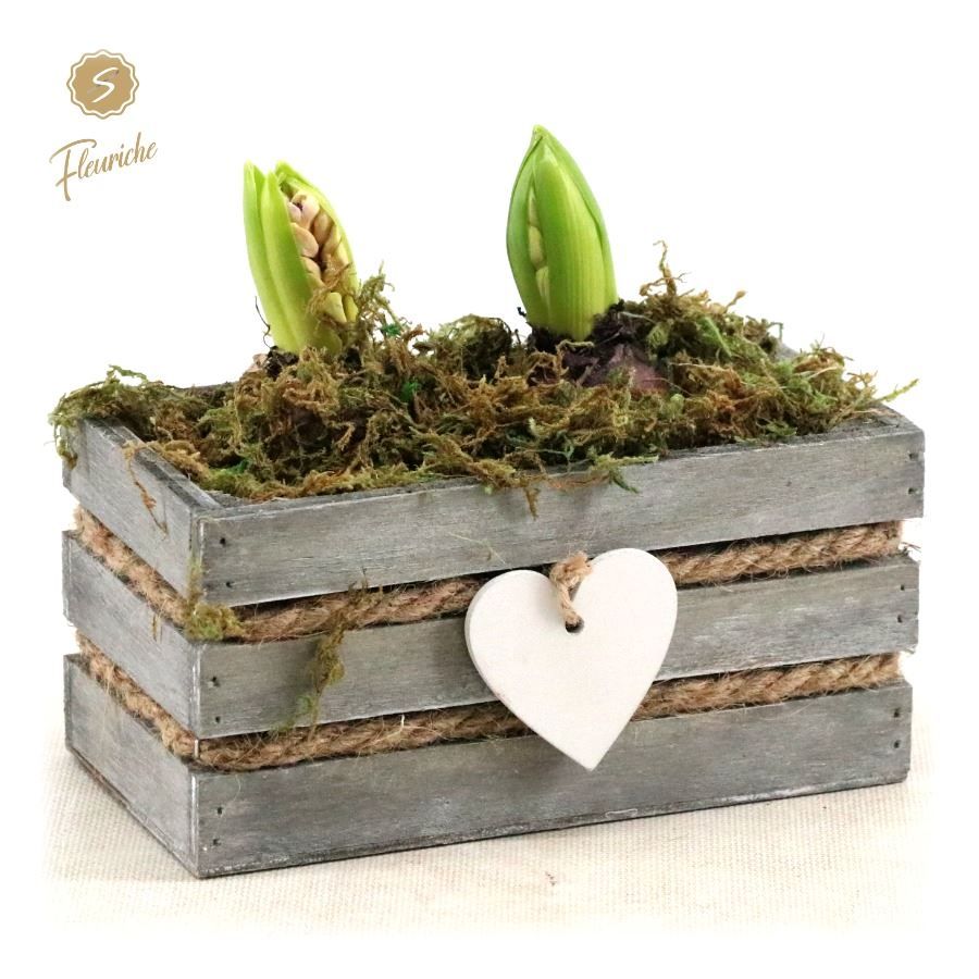 (DN490) Hyacint Julie [M], D 17 cm