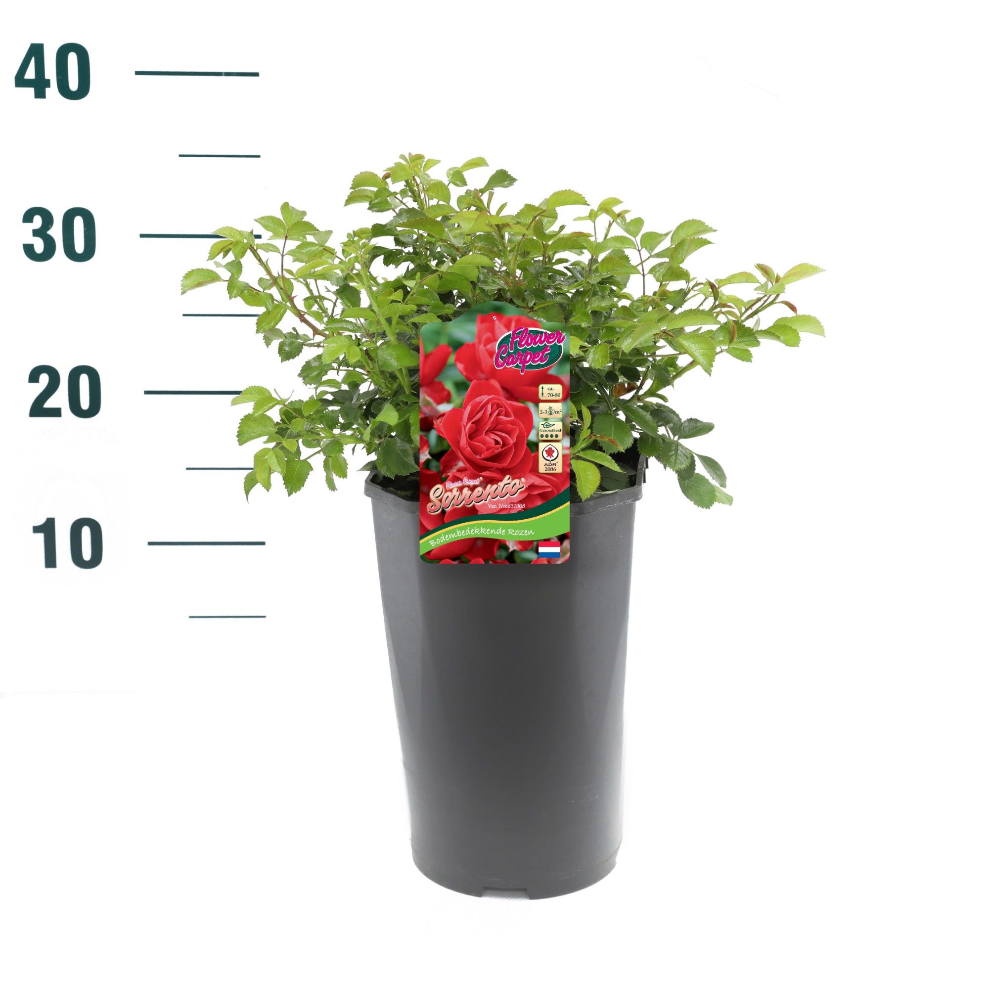 Rosa 'Sorrento' - Struik - C3rp - Flower Carpet, D 19 cm