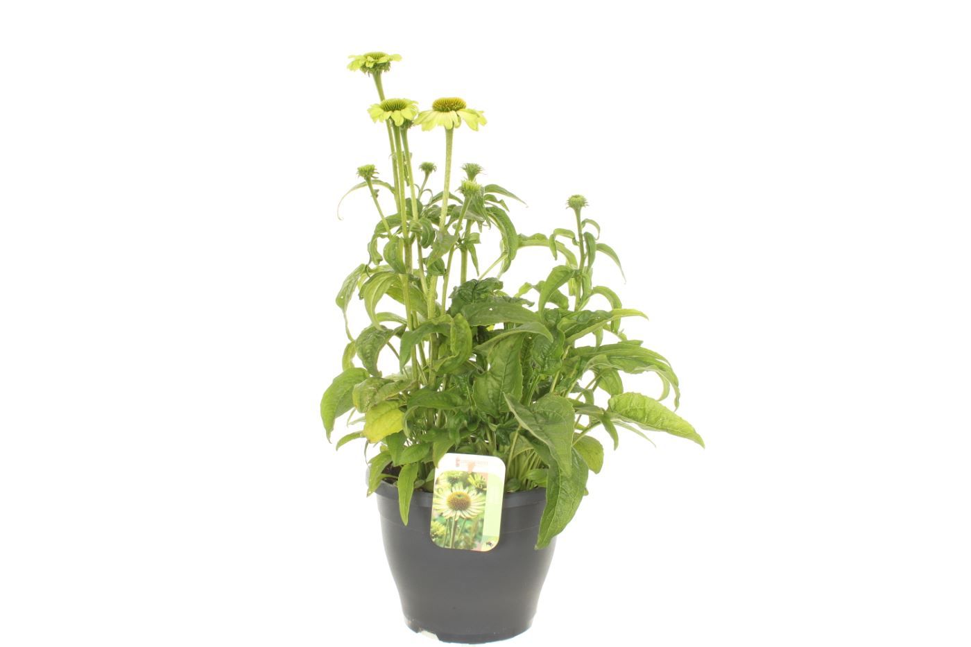 Echinacea purpurea Espinoso Green, D 23