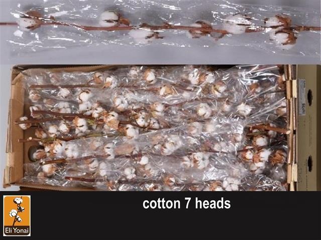 Хлопок Вайт 65, шт.